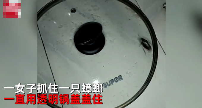 蟑螂|蟑螂被女子盖在锅盖下，20天后一看不淡定了，网友：你熬不过它