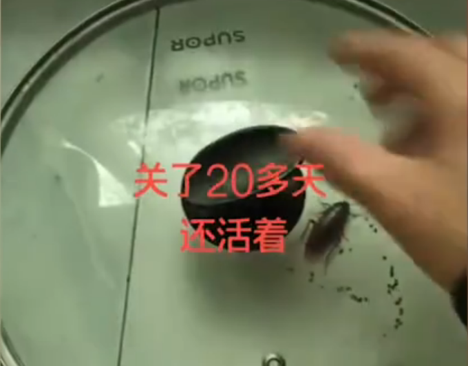 蟑螂|蟑螂被女子盖在锅盖下，20天后一看不淡定了，网友：你熬不过它