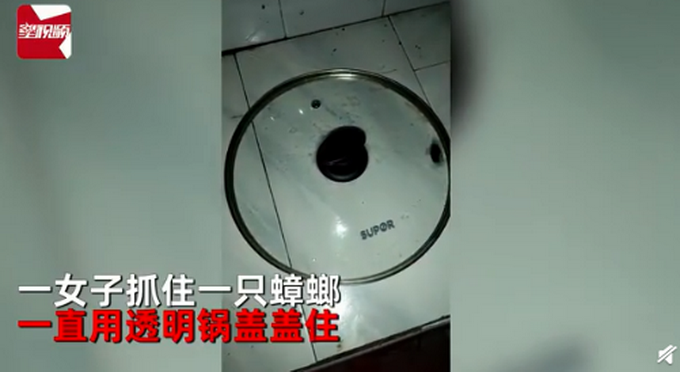 热点|女子拿锅盖抓住蟑螂，放话让它“牢底坐穿”，20天后一看不淡定了