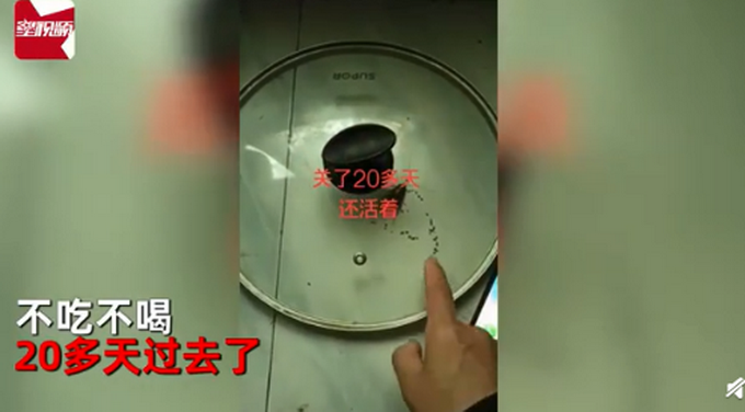 热点|女子拿锅盖抓住蟑螂，放话让它“牢底坐穿”，20天后一看不淡定了