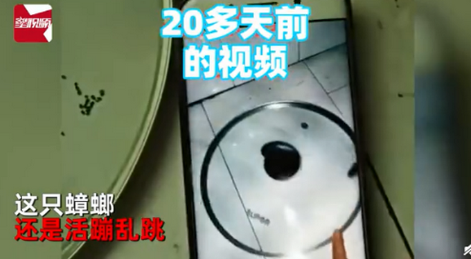 热点|女子拿锅盖抓住蟑螂，放话让它“牢底坐穿”，20天后一看不淡定了