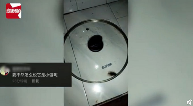 热点|女子拿锅盖抓住蟑螂，放话让它“牢底坐穿”，20天后一看不淡定了