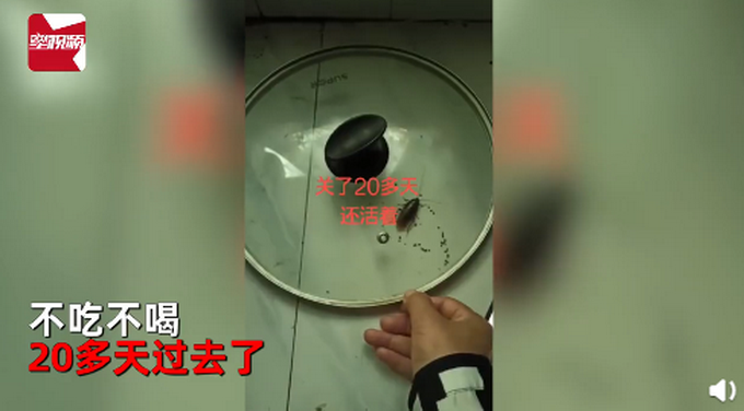 |蟑螂被盖在锅盖下20天还是活蹦乱跳，网友：拖鞋才是它的终点