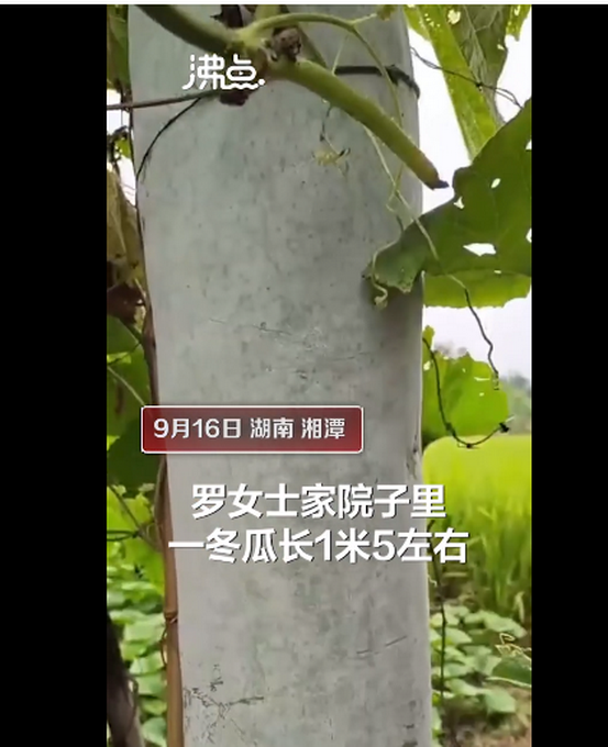 推荐|逆天高度！湖南农户种出1.5米高冬瓜 网友：这下没人说矮冬瓜了
