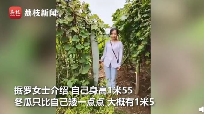 热点|农户种出1米5高冬瓜，网友：得亏本人高一点，不然就尴尬了