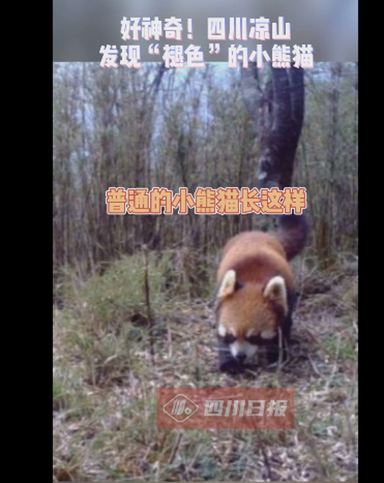 推荐|罕见！四川发现褪色小熊猫，网友：这只咋没化妆就出门了