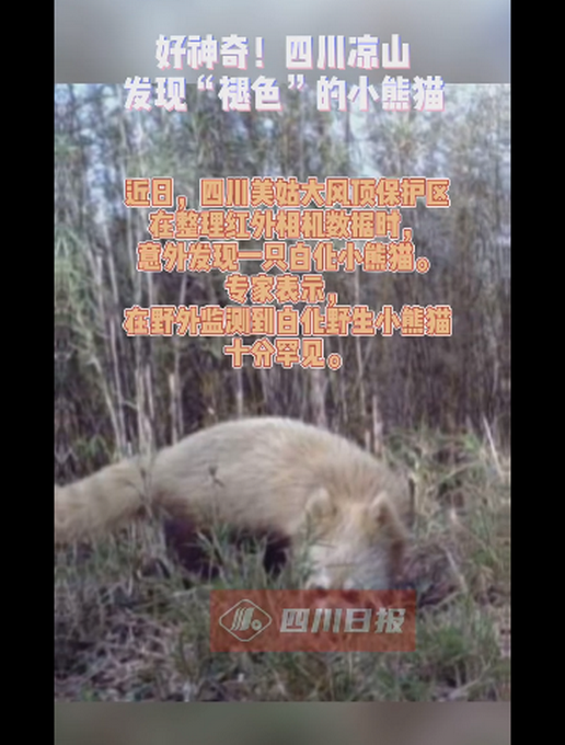 推荐|罕见！四川发现褪色小熊猫，网友：这只咋没化妆就出门了