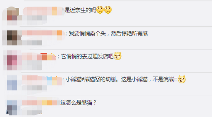 推荐|罕见！四川发现褪色小熊猫，网友：这只咋没化妆就出门了