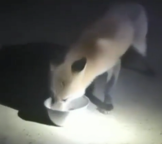 热点|受伤赤狐执勤点蹭饭1个月胖一圈，每晚6点准时来，民警：都不怕人了