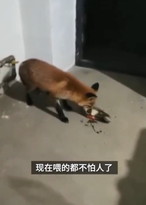 热点|受伤赤狐执勤点蹭饭1个月胖一圈，每晚6点准时来，民警：都不怕人了