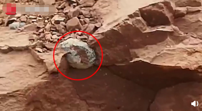 恐龙蛋|刷新纪录！河源抢救性发掘33枚完整恐龙蛋，居全球馆藏数量之冠