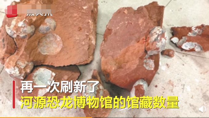 恐龙蛋|刷新纪录！河源抢救性发掘33枚完整恐龙蛋，居全球馆藏数量之冠