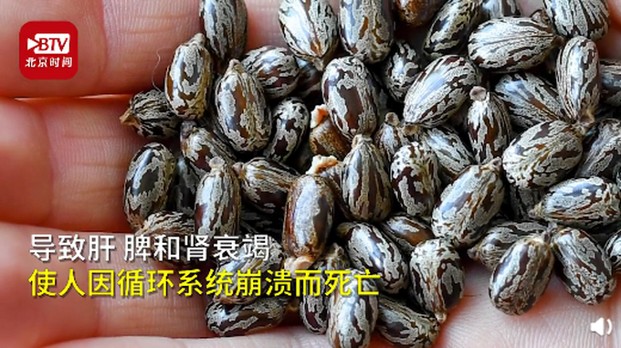 热点|美媒：女子涉嫌向特朗普寄毒信被捕，此毒能使人循环系统崩溃而死