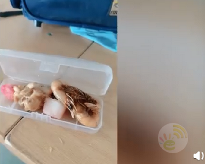 热点|男孩从学校带鸡腿给妈妈吃，被劝阻后仍坚持分享，网友：太暖了