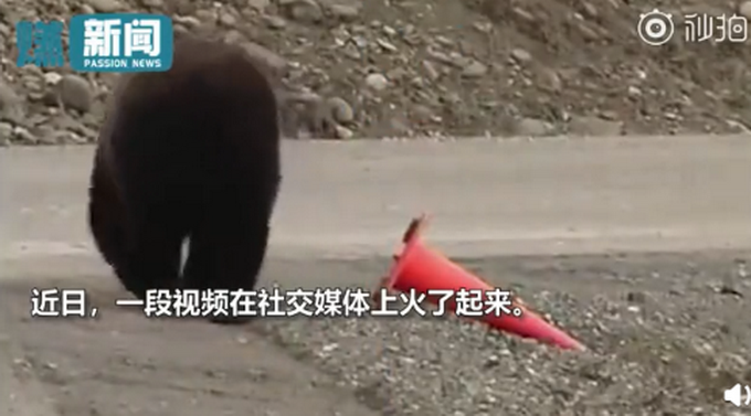 热点|野生棕熊见路锥倒了，竟帮忙扶起来！网友：感谢热心市民熊先生