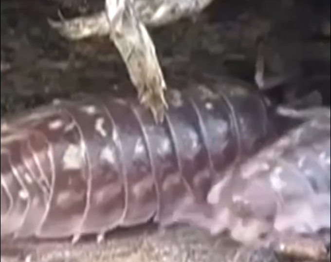 鼠妇|昆明9万学生全城找鼠妇做实验，网友调侃：花鸟市场或成最大赢家