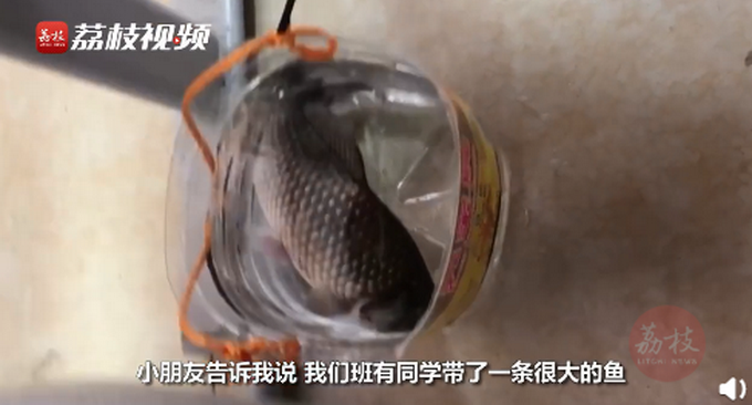 热点|老师让带鱼，学生带一斤重大鲫鱼上科学课，网友：爸爸连夜钓的吧