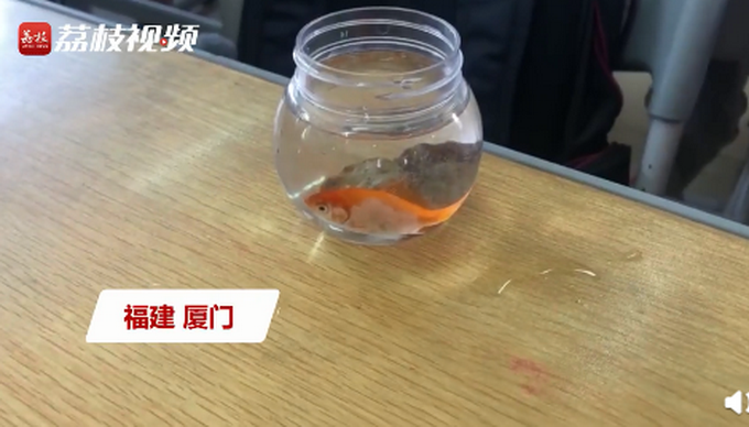 热点|老师让带鱼，学生带一斤重大鲫鱼上科学课，网友：爸爸连夜钓的吧