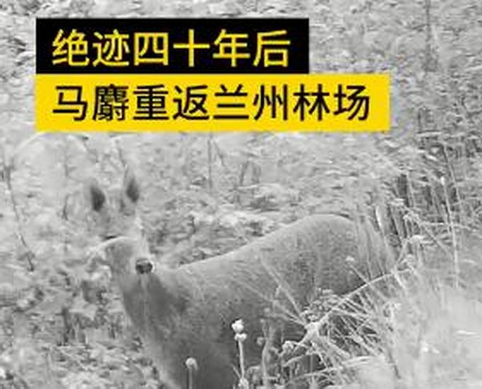 热点|马麝绝迹40年重返兰州林场，小心探路样子呆萌