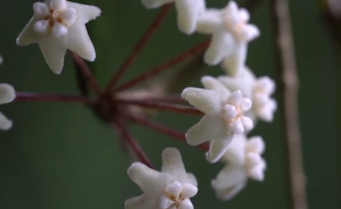 云南|云南龙陵发现新物种高黎贡球兰，双层五角状花型很独特