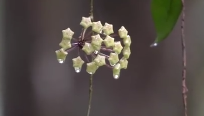 云南|云南龙陵发现新物种高黎贡球兰，双层五角状花型很独特