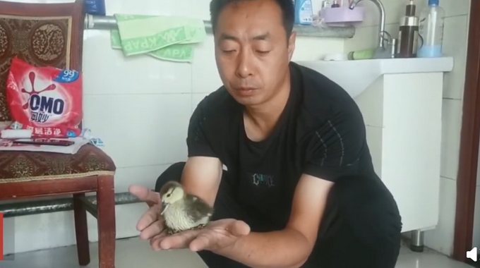 热点|精心照顾一个月，网购孔雀蛋竟孵出鸭子，网友：万一是天鹅呢？
