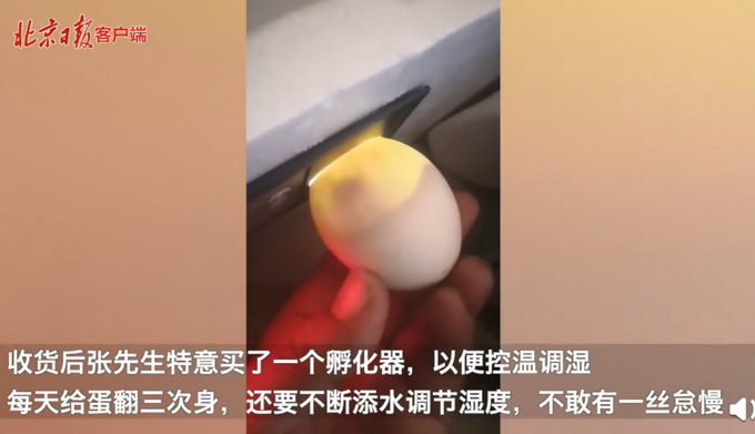 热点|精心照顾一个月，网购孔雀蛋竟孵出鸭子，网友：万一是天鹅呢？