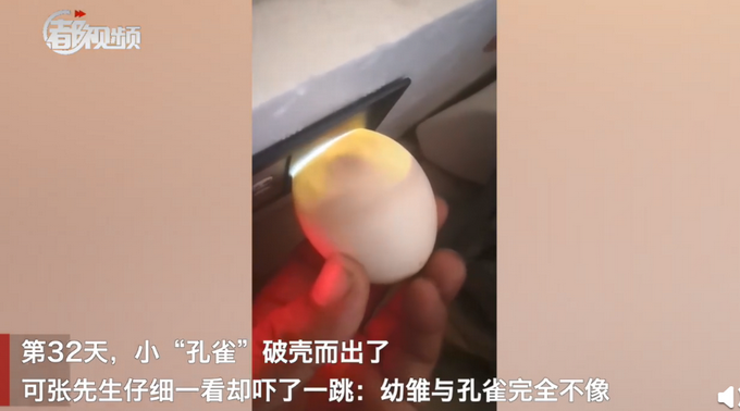 热点|精心照顾一个月，网购孔雀蛋竟孵出鸭子，网友：万一是天鹅呢？