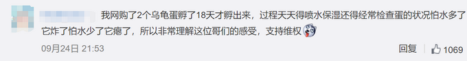热点|精心照顾一个月，网购孔雀蛋竟孵出鸭子，网友：万一是天鹅呢？