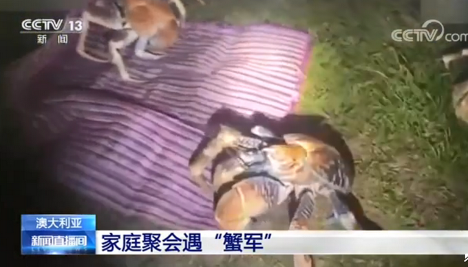 热点|外国一家庭烧烤时爬来50多只大螃蟹，网友：长得好像巨型蜘蛛