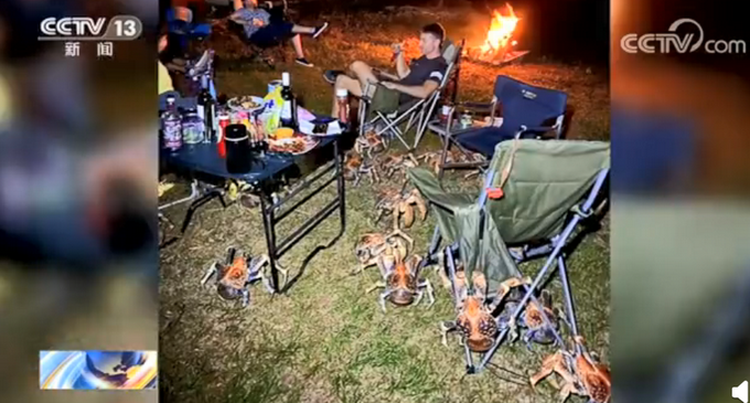 热点|外国一家庭烧烤时爬来50多只大螃蟹，网友：长得好像巨型蜘蛛