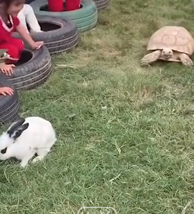 热点|现实版龟兔赛跑，结果乌龟真赢了！网友神回复：乌龟赢在不爱吃草