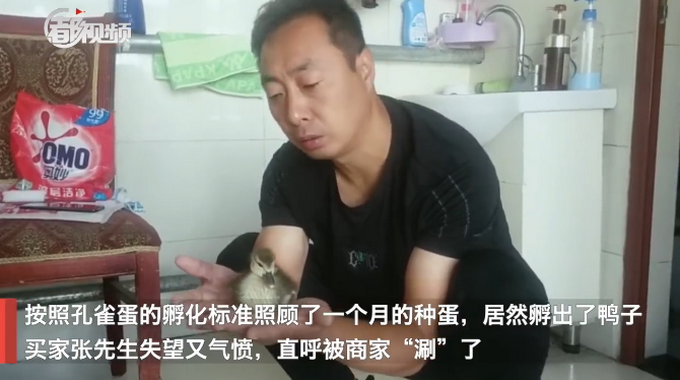 |男子网购孔雀蛋，精心照顾一个月，结果孵出……把网友逗乐了
