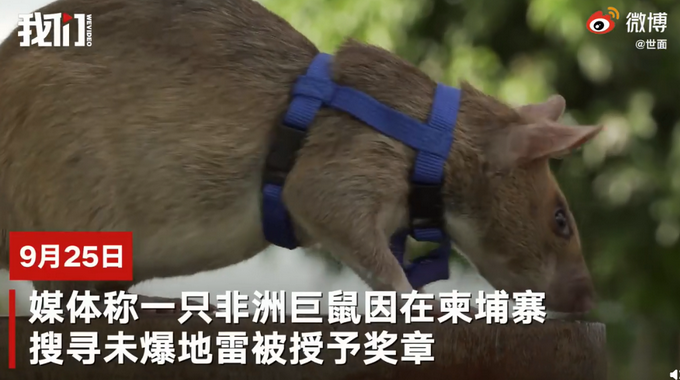 热点|非洲巨鼠因搜寻地雷被授奖章：7年清理超14.1万平方米土地