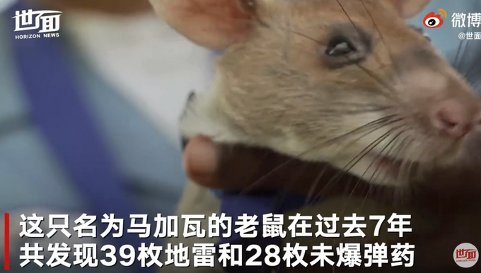 热点|非洲巨鼠因搜寻地雷被授奖章：7年清理超14.1万平方米土地