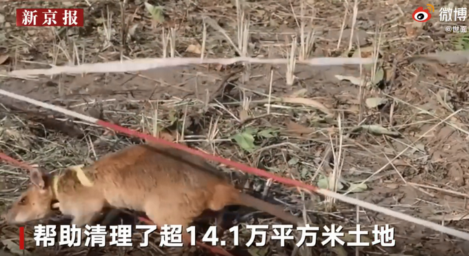 热点|非洲巨鼠因搜寻地雷被授奖章：7年清理超14.1万平方米土地