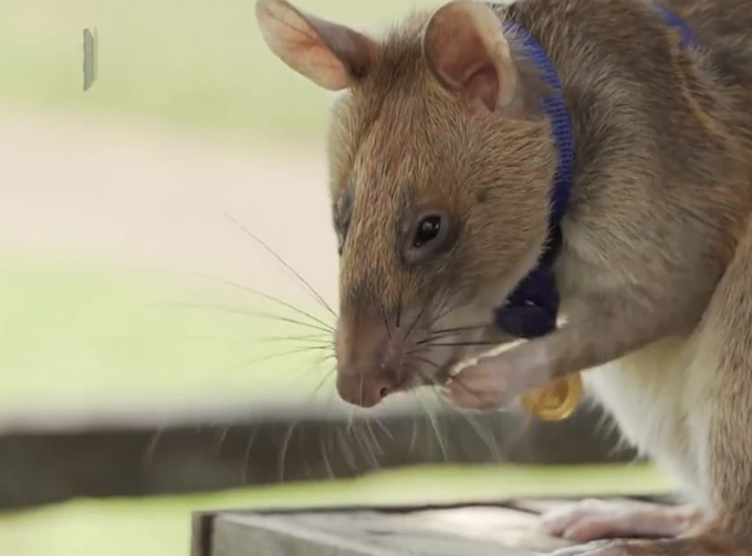 热点|非洲巨鼠因搜寻地雷被授奖章：7年清理超14.1万平方米土地