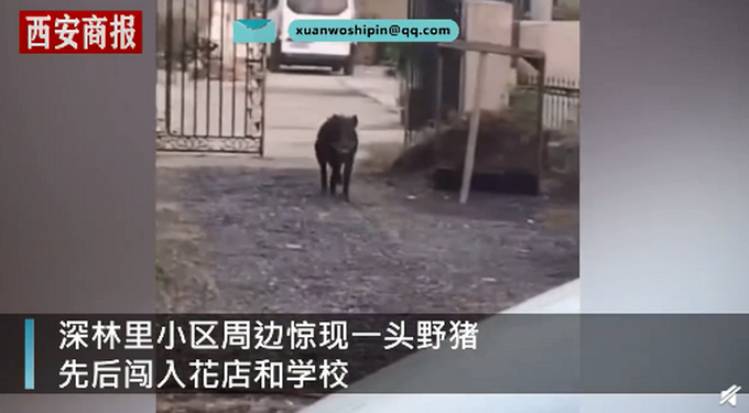 推荐|野猪窜进奶茶店吓坏女店员，跃一米高台逃跑 网友：动物界的跨栏高手