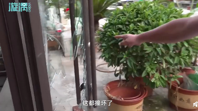 推荐|野猪窜进奶茶店吓坏女店员，跃一米高台逃跑 网友：动物界的跨栏高手