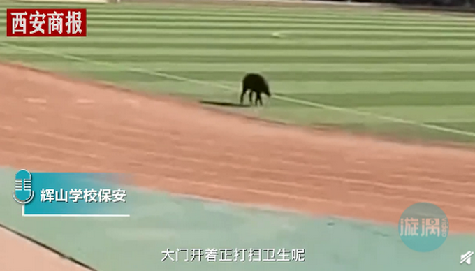 推荐|野猪窜进奶茶店吓坏女店员，跃一米高台逃跑 网友：动物界的跨栏高手