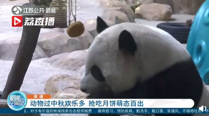 |12种野生动物吃到12款定制月饼，网友：感觉挺好吃，也想尝尝