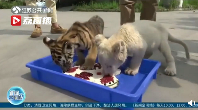 |12种野生动物吃到12款定制月饼，网友：感觉挺好吃，也想尝尝