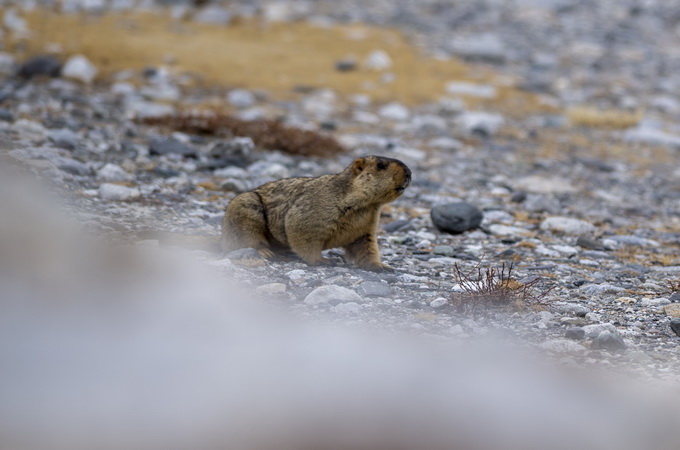 热点|蒙古国报告今年第6例鼠疫病例，19名密切接触者已隔离观察