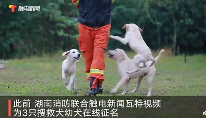 热点|3只消防搜救犬取名潇潇凡凡圆圆，谐音亮了！网友：这名字带口音啊