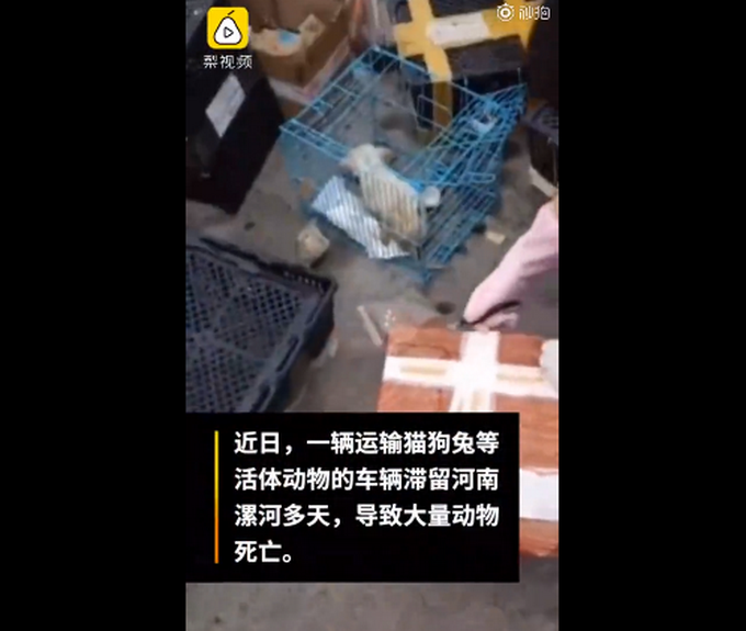 |“数千宠物滞留物流园死亡”现场有韵达快递单，工作人员回应：系他人假冒