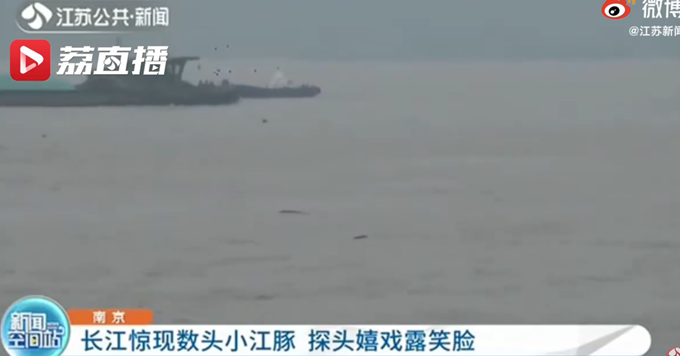 江豚|南京长江江面现数头小江豚，网友：好可爱，一定要好好保护