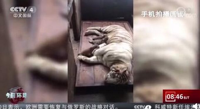 热点|四胞胎孟加拉白虎宝宝出生，它们的爸爸是雪虎