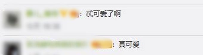 热点|四胞胎孟加拉白虎宝宝出生，它们的爸爸是雪虎