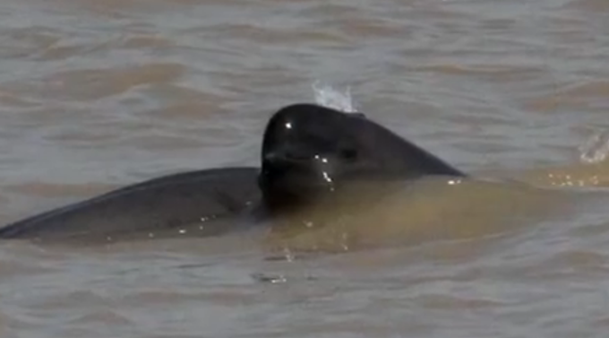 江豚|江豚宝宝长江戏水，“微笑天使”萌萌哒！