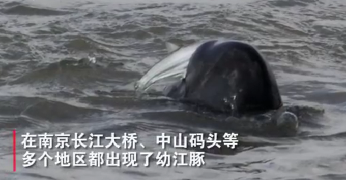江豚|江豚宝宝长江戏水，“微笑天使”萌萌哒！